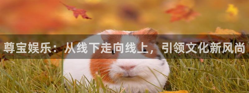 安信12平台：尊宝娱乐：从线下走向线上，引领文化新风尚